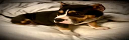 American Bully dogs for sale: American Bully Puppy 1 - Ad 22