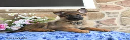 German Shepherd dogs for sale: Sasha - Ad 4