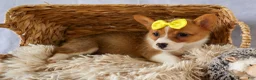 Welsh Corgi Pembroke dogs for sale:  Yvonne 🎀 - Ad 11