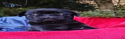 Pug dogs for sale: Black Bear - Ad 1
