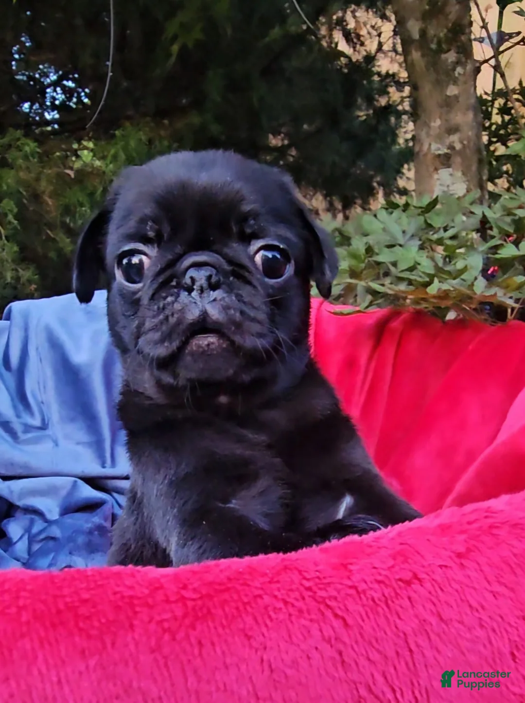 Pug dogs for sale: Black Bear - Ad 1