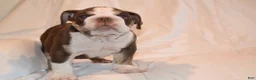 English Bulldog dogs for sale: Bully (Chocolate Trindle) - Ad 4