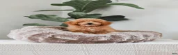 Miniature Poodle dogs for sale: Kersen - Ad 1