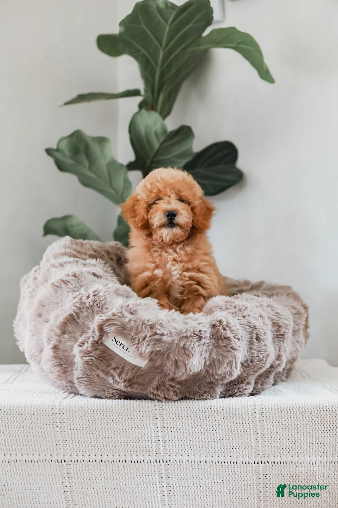 Miniature Poodle dogs for sale: Kersen - Ad 1
