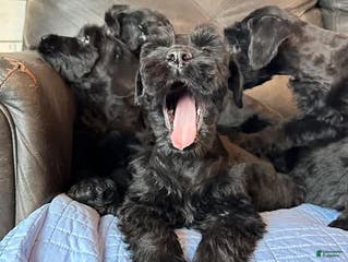 Giant Schnauzer dogs MARLA Female Giant - Ad 1