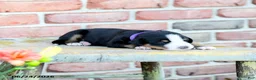 Greater Swiss Mountain Dog dogs for sale: Margrit - Ad 1