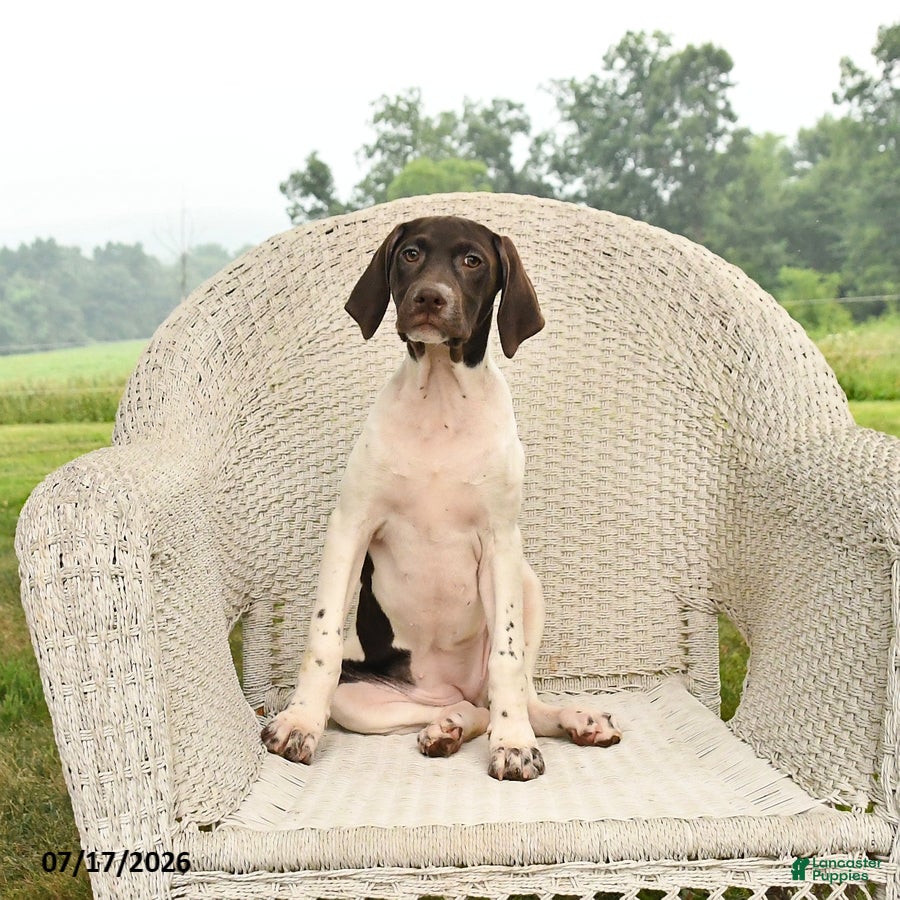 German Shorthaired Pointer dogs River - Ad 1