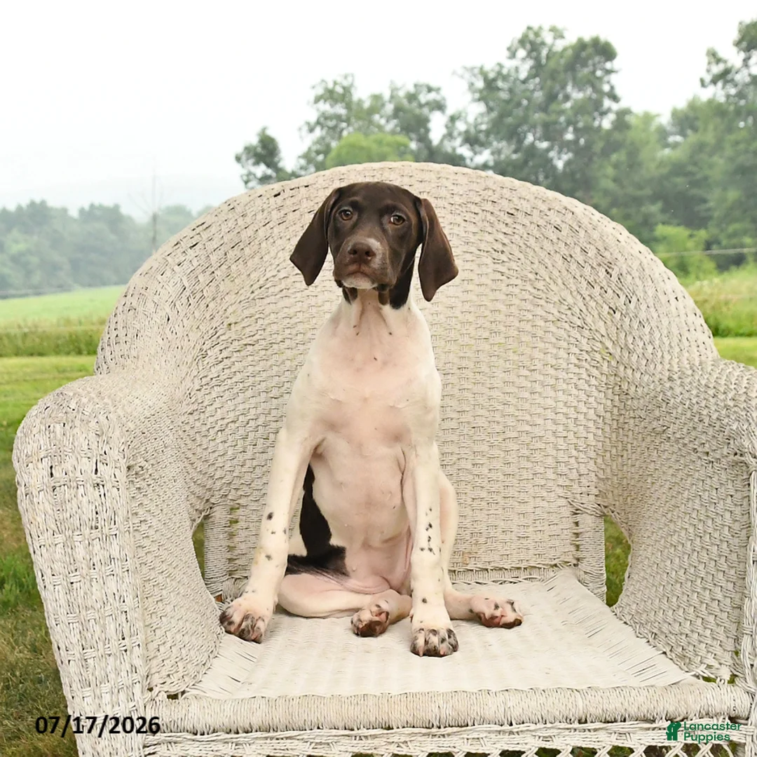 German Shorthaired Pointer dogs for sale: River - Ad 1