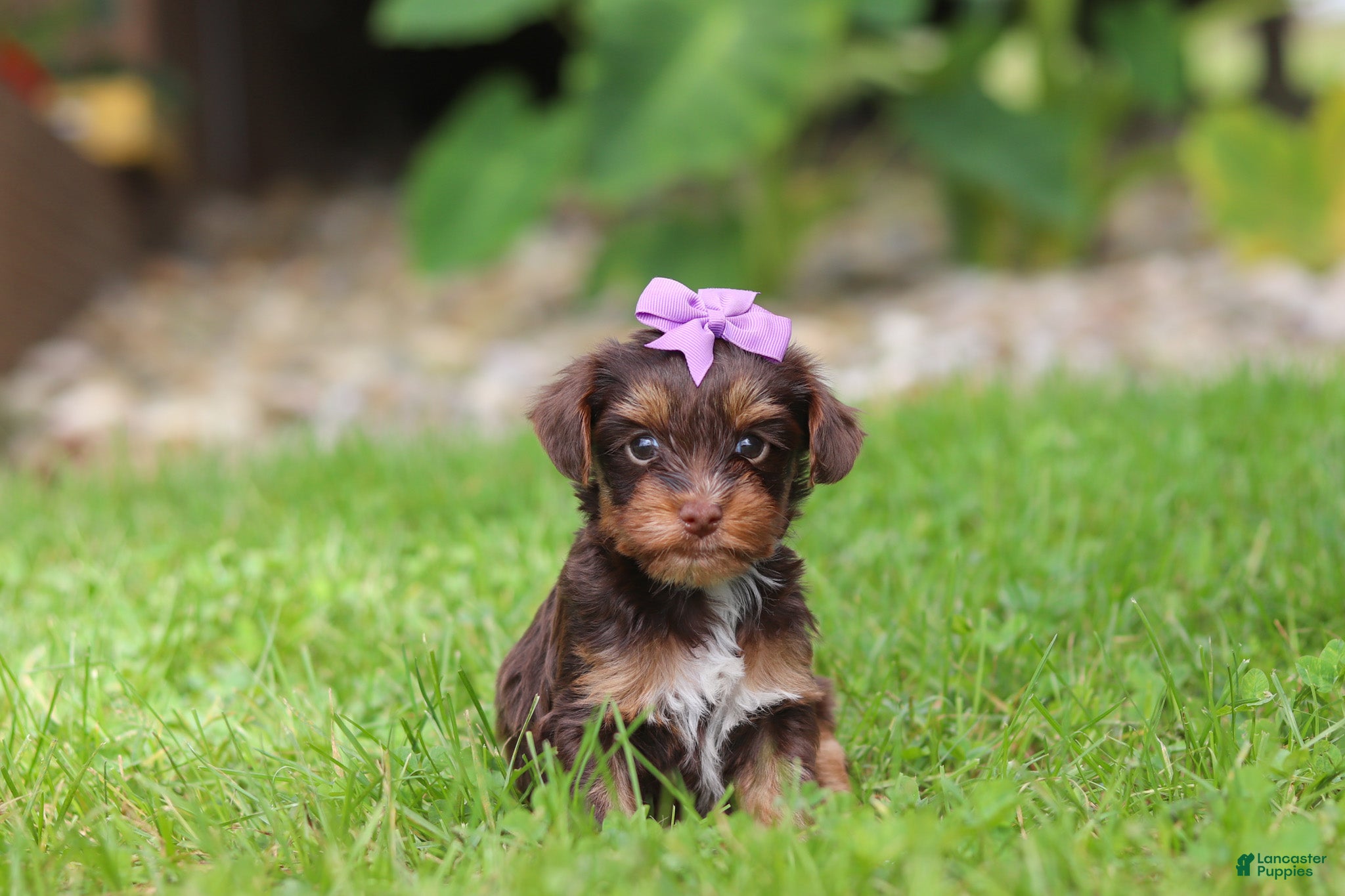 Yorkiepoo dogs Bon Bon - Ad 1