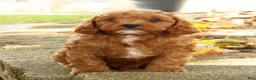Cavapoo dogs for sale: Jack - Ad 7
