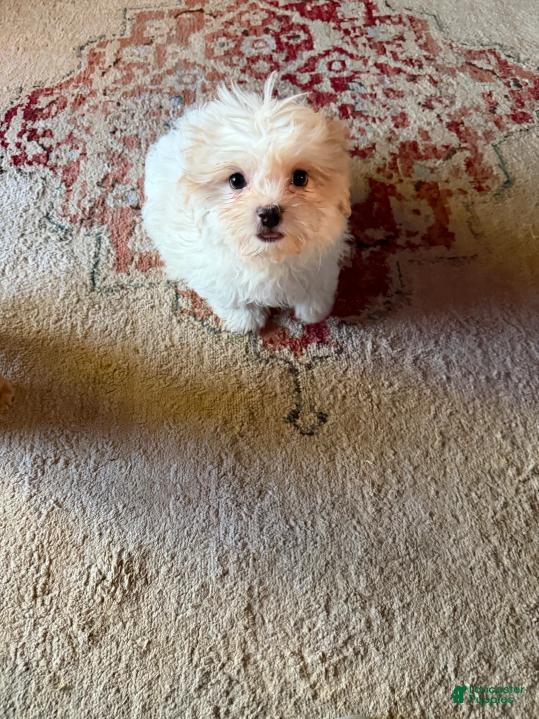 Teddy Bear dogs for sale: Teddy Bear Puppy 1 - Ad 2