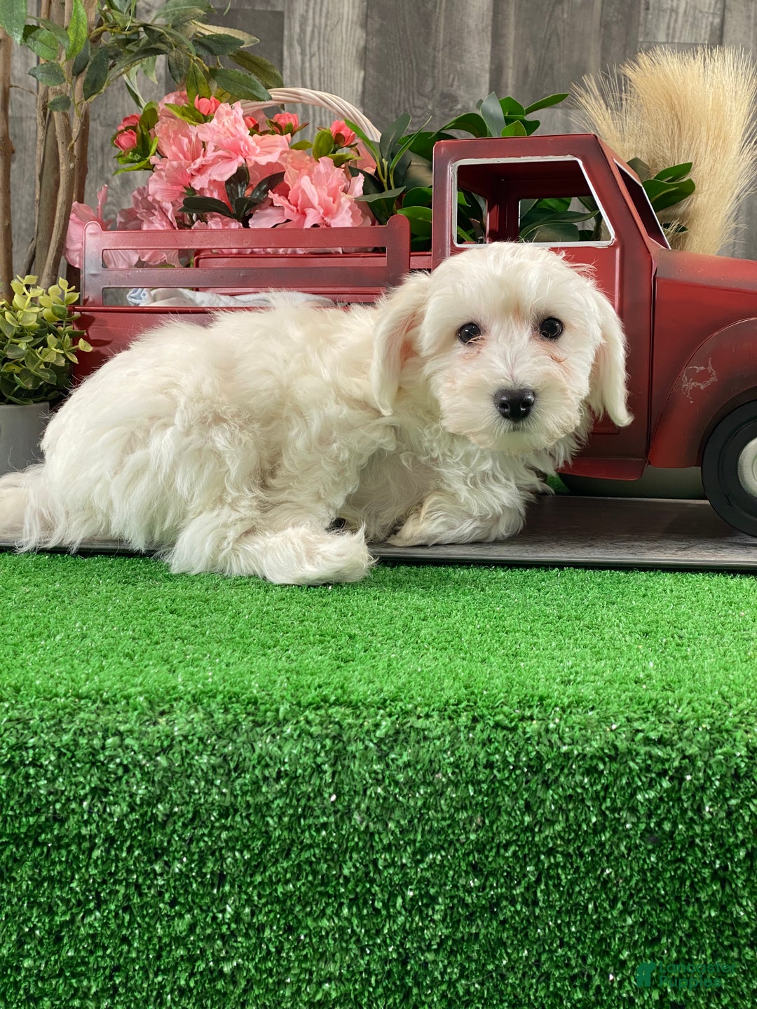 Bichon Frise dogs for sale: Benny - Ad 5