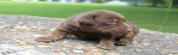 Labrador Retriever dogs for sale: Ace - Ad 3