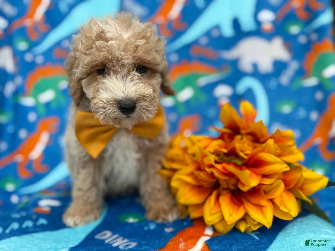 Cockapoo dogs for sale: Theo - Ad 7