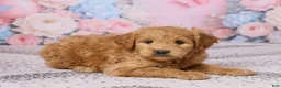 Mini Goldendoodle dogs for sale: Megan - Ad 4