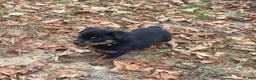 Rottweiler dogs for sale: Holly - Ad 1