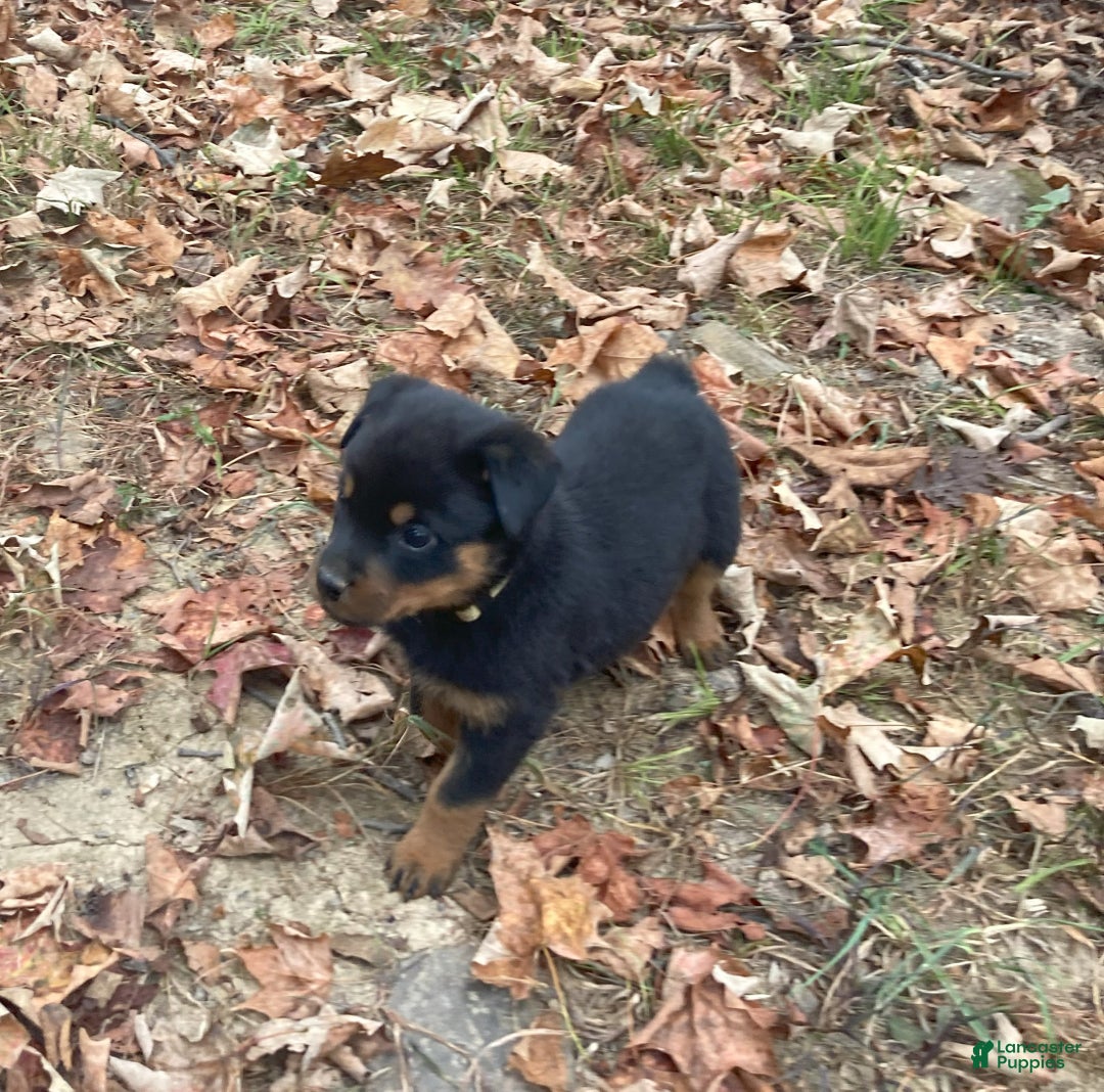 Rottweiler dogs for sale: Holly - Ad 1