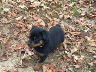 Rottweiler dogs Holly - Ad 23