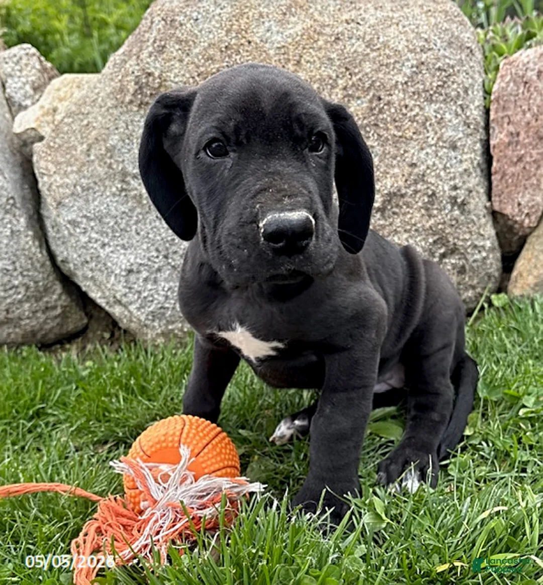 Great Dane dogs for sale: Tori - Ad 2