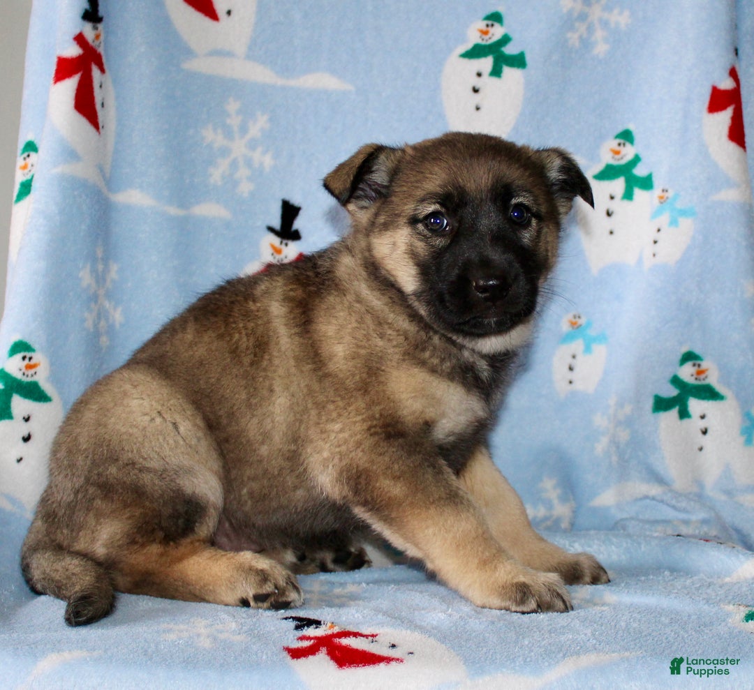 Mixed Breed dogs for sale: Olivia  - Ad 5