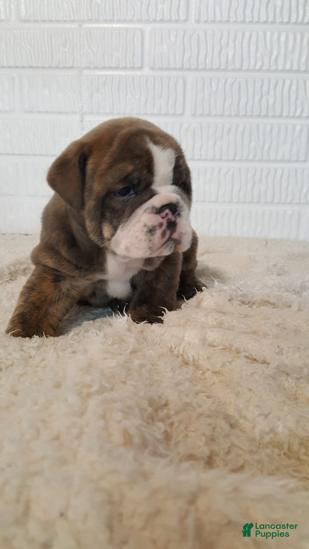 English Bulldog dogs for sale: Ace - Ad 6