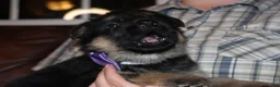 German Shepherd dogs for sale: Chloe, lilac collar - Ad 4