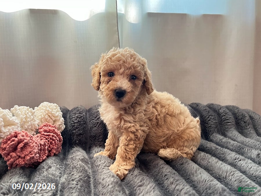 Miniature Poodle dogs Tubby - Ad 1