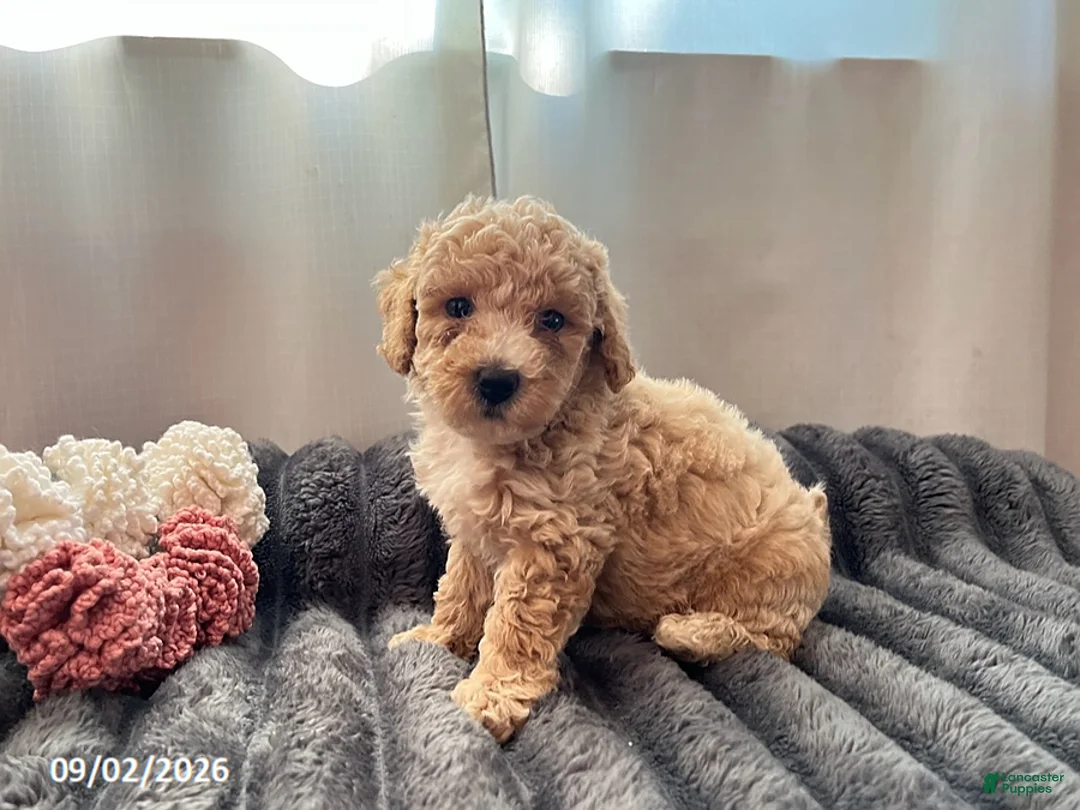 Miniature Poodle dogs for sale: Tubby - Ad 1