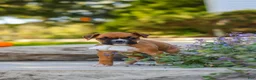 Boxer dogs for sale: Aspen - Ad 8