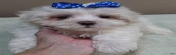 Maltese dogs for sale: Bogie - Ad 12