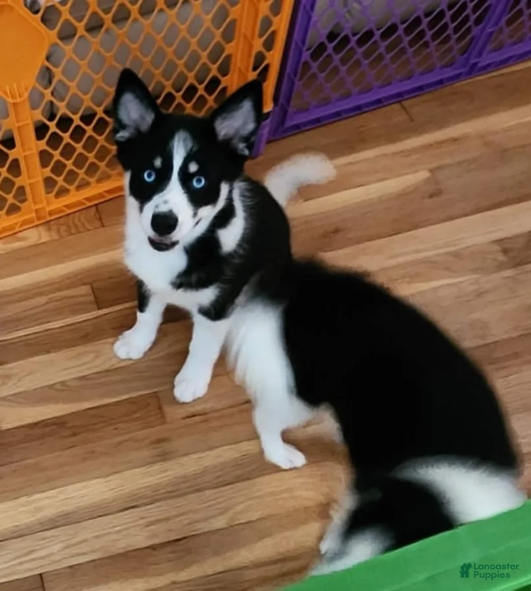 Pomsky dogs for sale: Pomsky 2 - Ad 1
