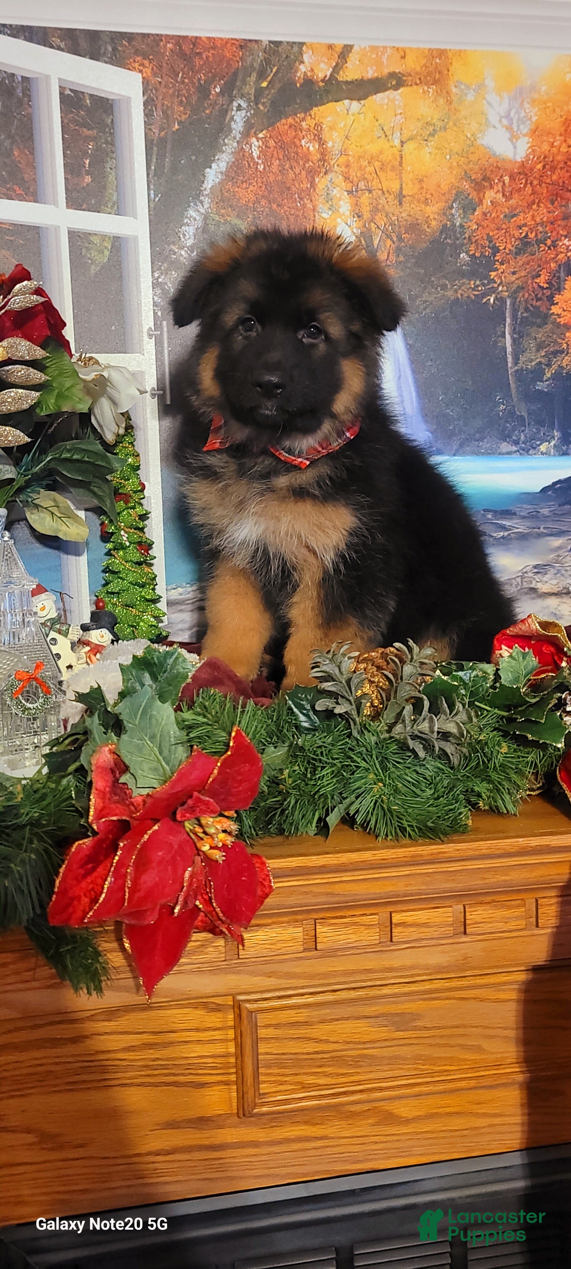 German Shepherd dogs Dasher - Ad 4