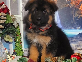 German Shepherd dogs Dasher - Ad 4