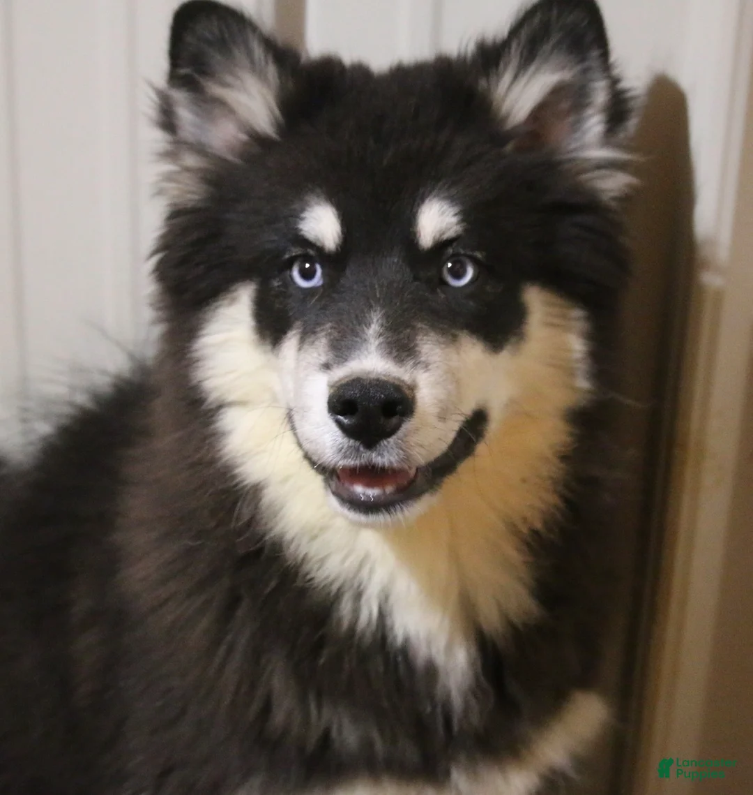 Pomsky dogs for sale: Walker - Ad 3