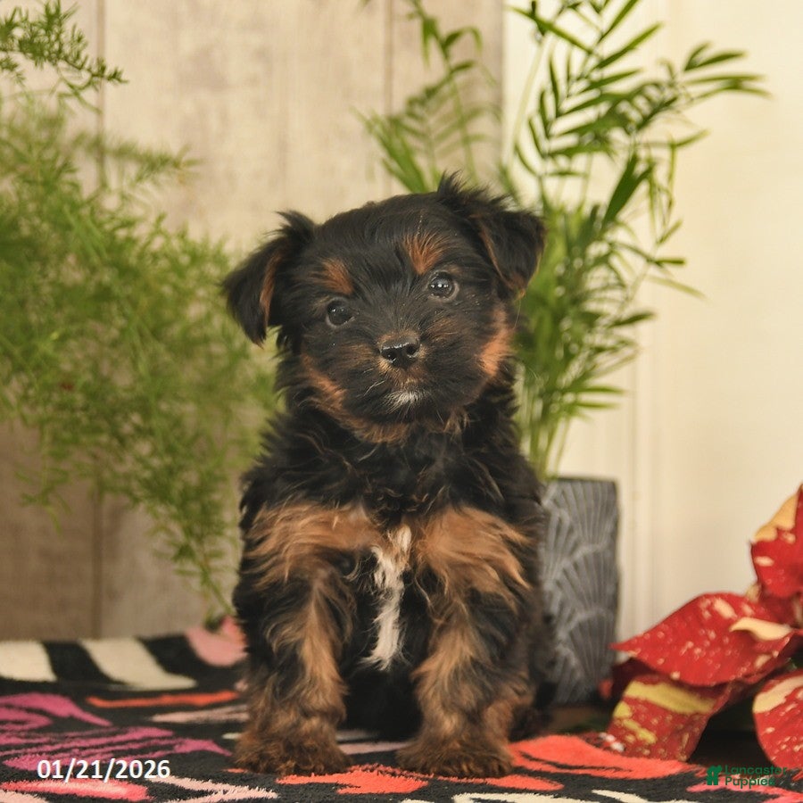 Yorkshire Terrier dogs Rocket  - Ad 3