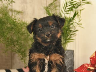 Yorkshire Terrier dogs Rocket - Ad 3