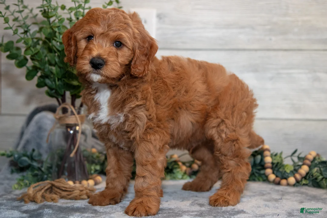 Mini Goldendoodle dogs for sale: Stanley - Ad 1