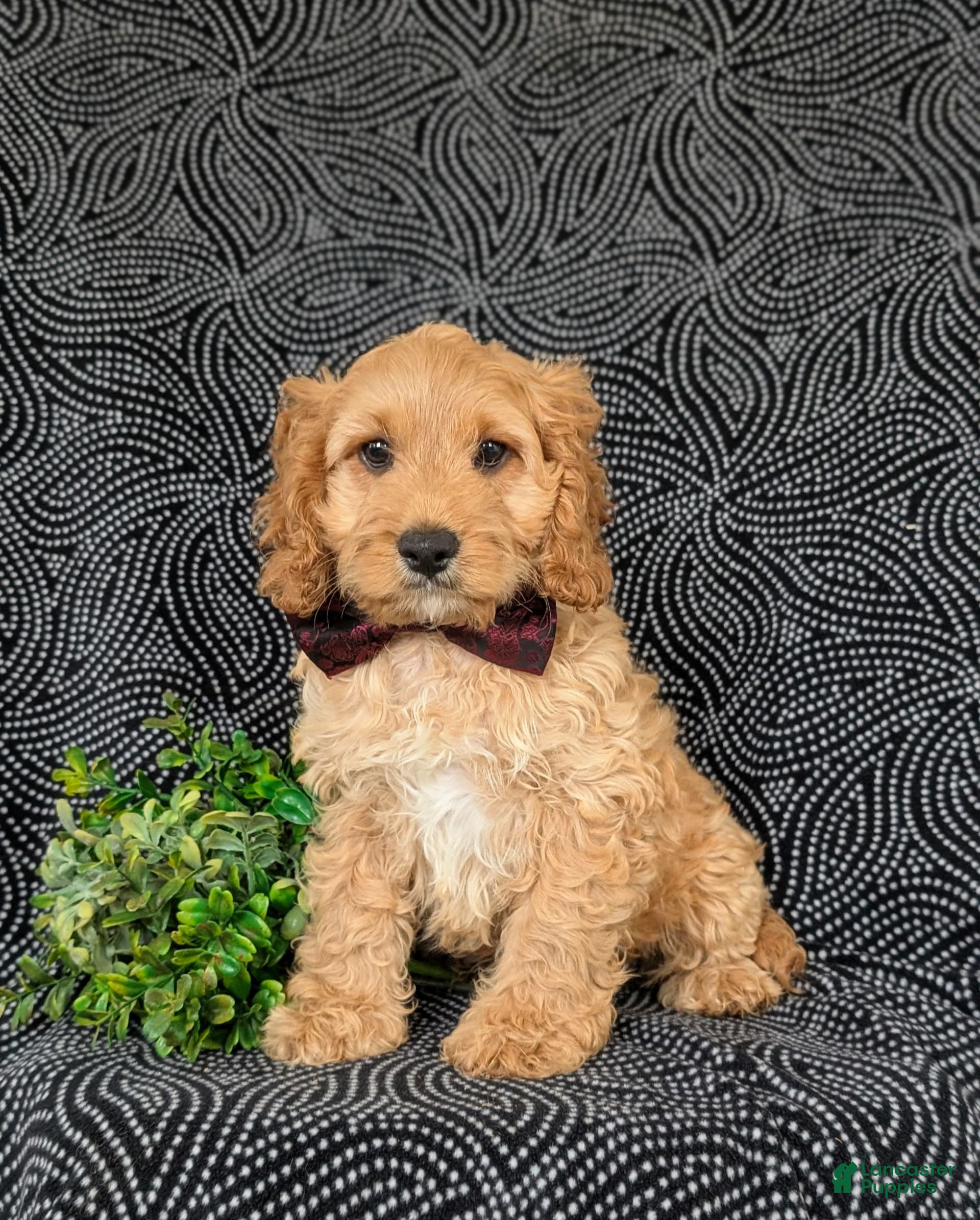 Cockapoo Puppies for sale under $300 Lancaster Puppies