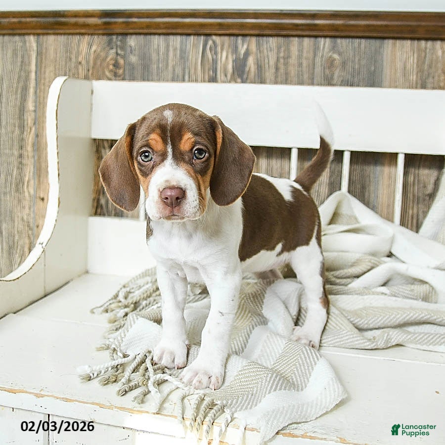 Beagle dogs Coffee - Ad 7