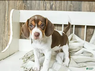 Beagle dogs Coffee - Ad 7