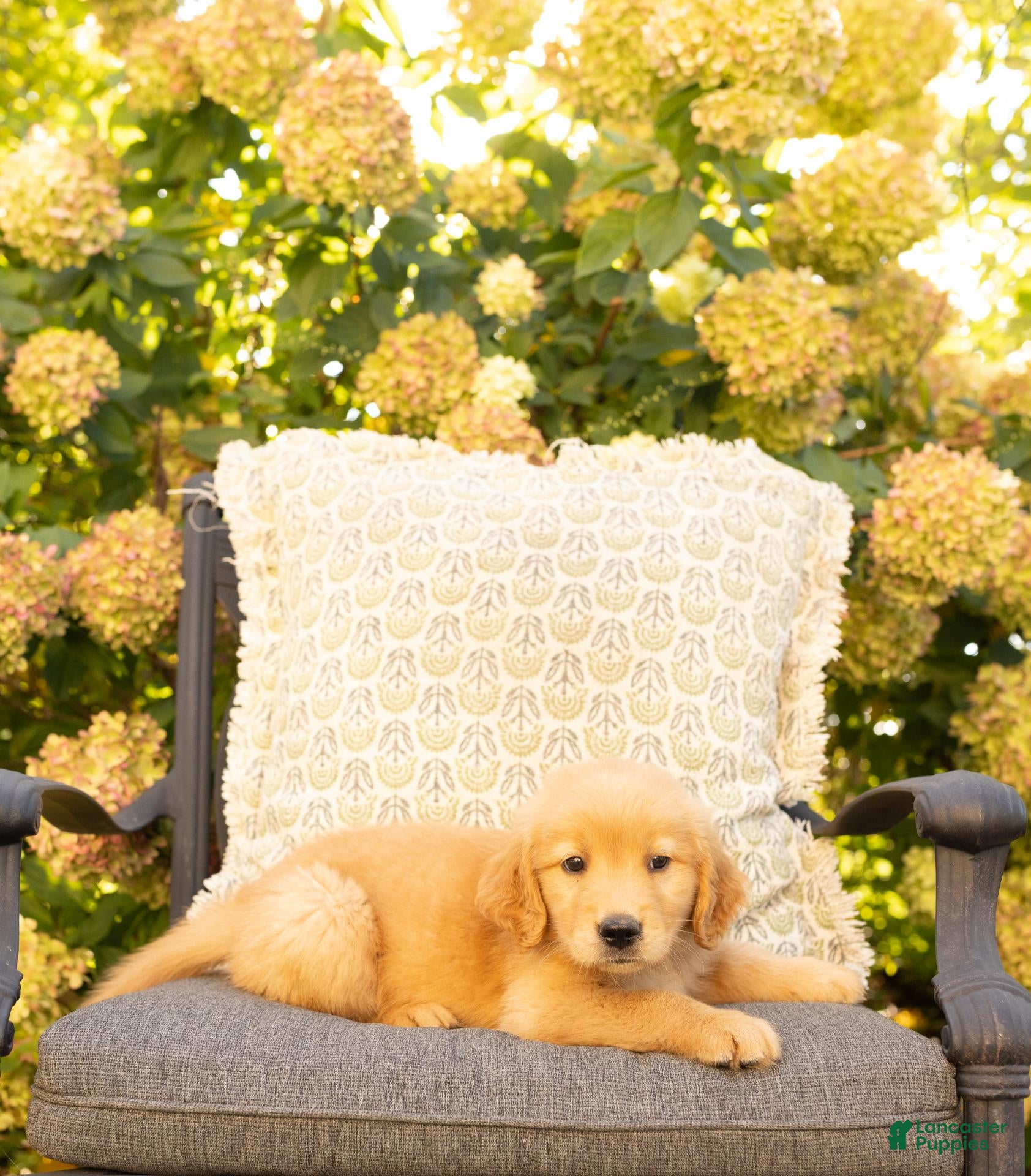 Golden Retriever dogs Leo - Ad 1