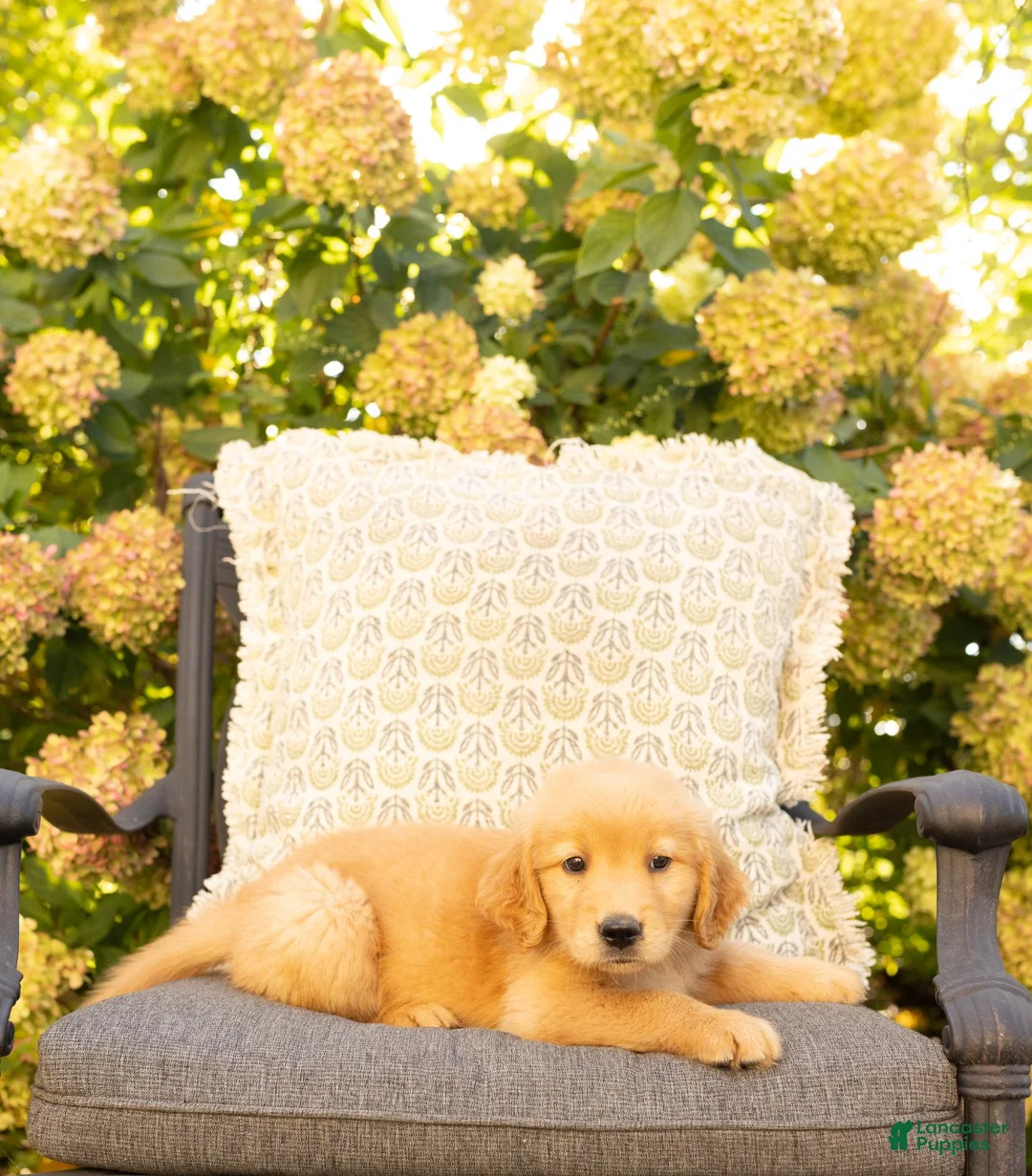 Golden Retriever dogs for sale: Leo - Ad 1