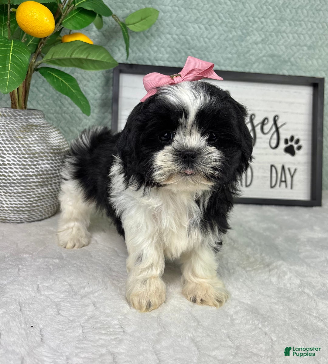 Shih Tzu dogs for sale: Kisses - Ad 4