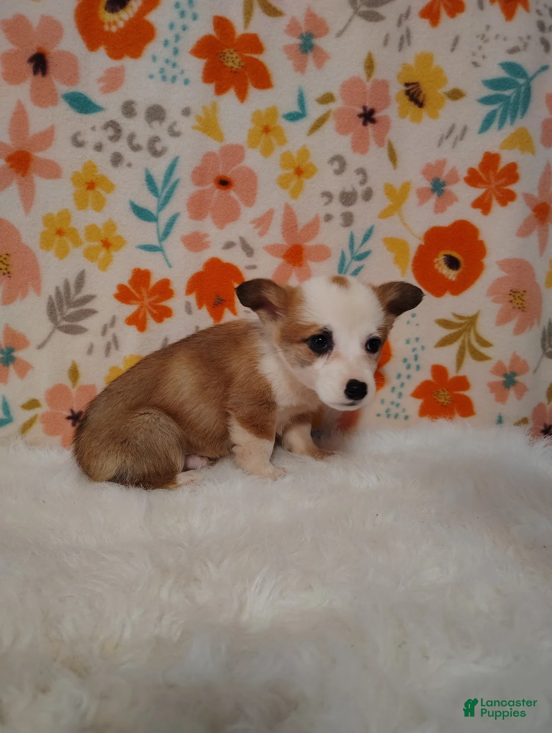 Welsh Corgi Pembroke dogs for sale: Jack - Ad 5