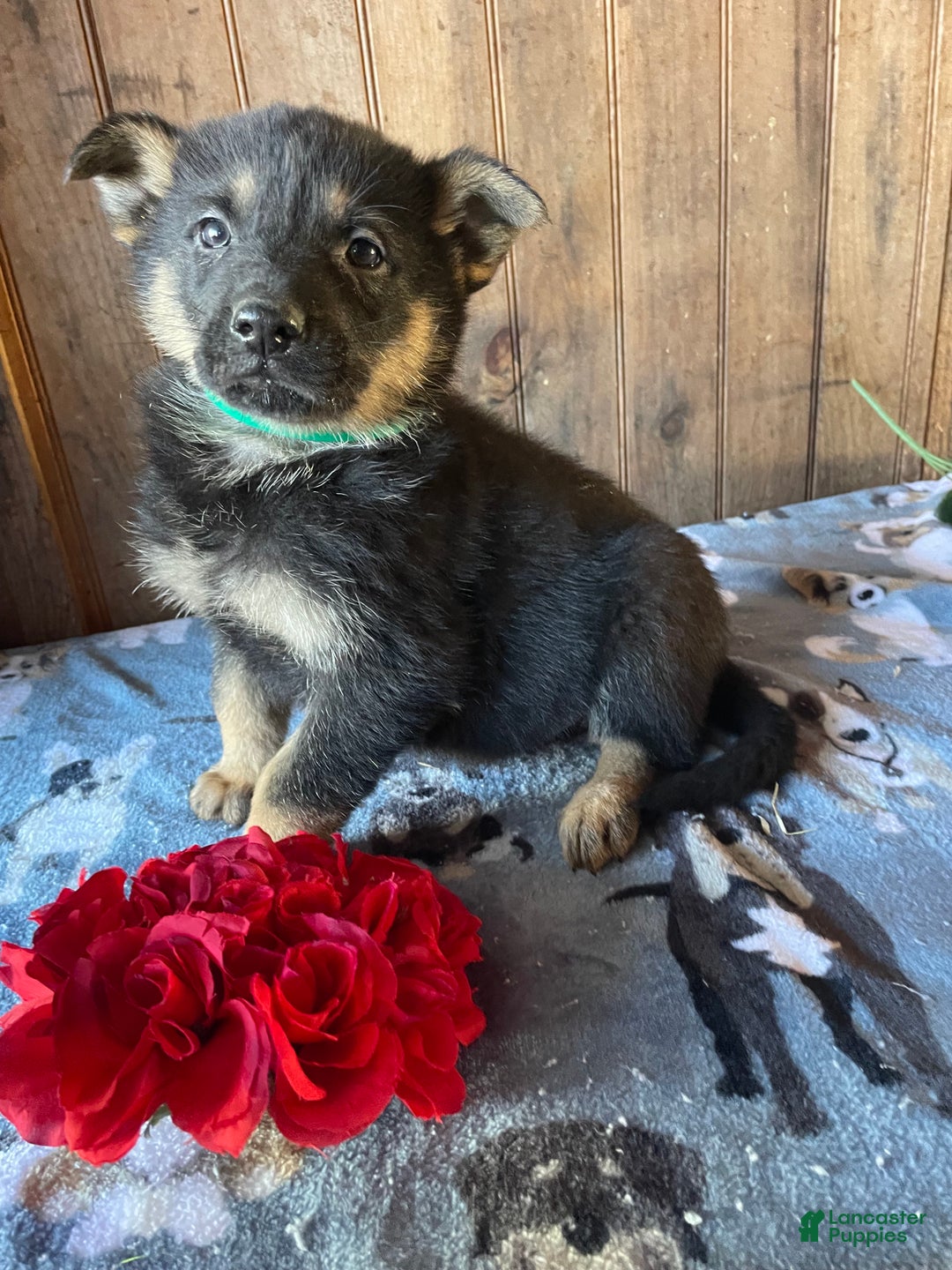 German Shepherd dogs for sale: Norton - Ad 2