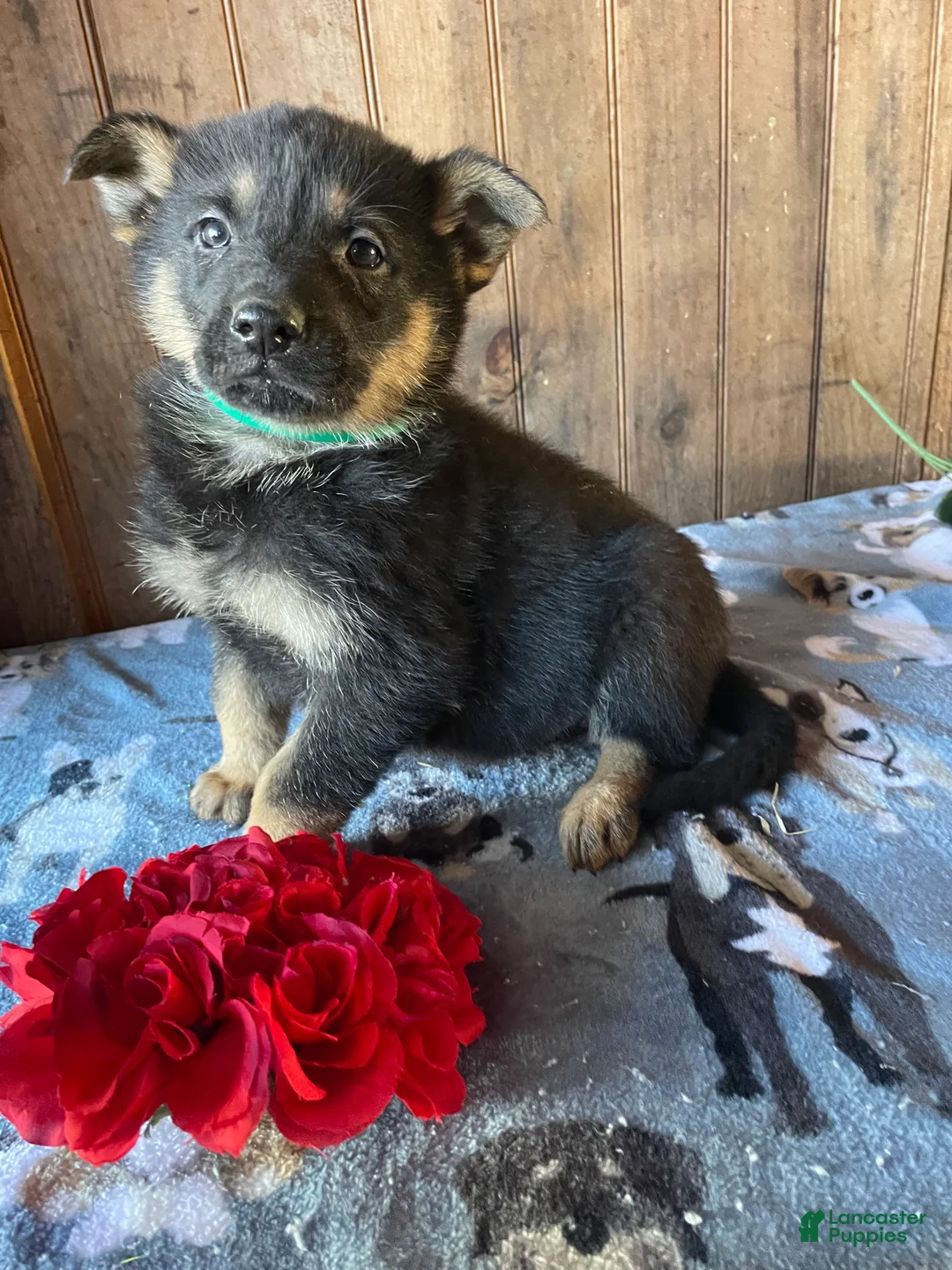 German Shepherd dogs for sale: Norton - Ad 2
