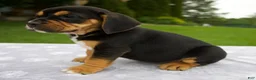 Beabull dogs for sale: Diesel - Ad 3