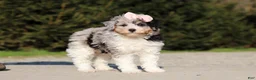Miniature Poodle dogs for sale: Poppy - Ad 3