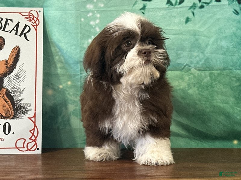 Teddy Bear dogs for sale: Maverick  - Ad 1