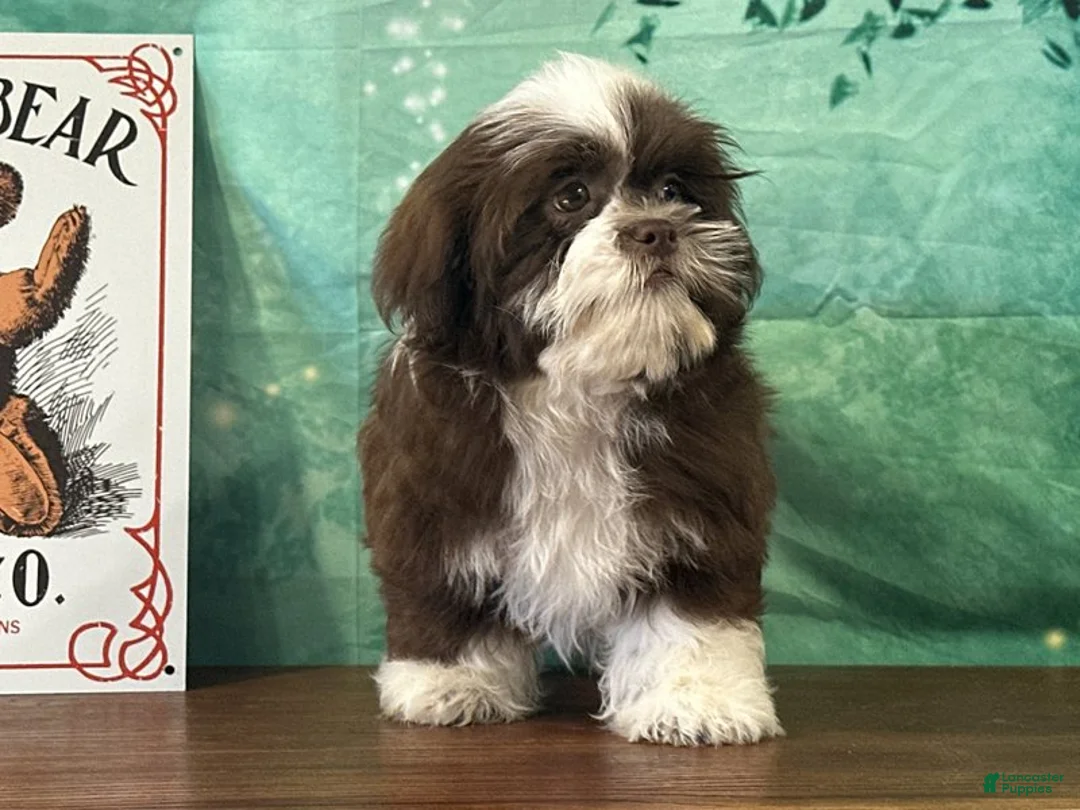 Teddy Bear dogs for sale: Maverick  - Ad 1